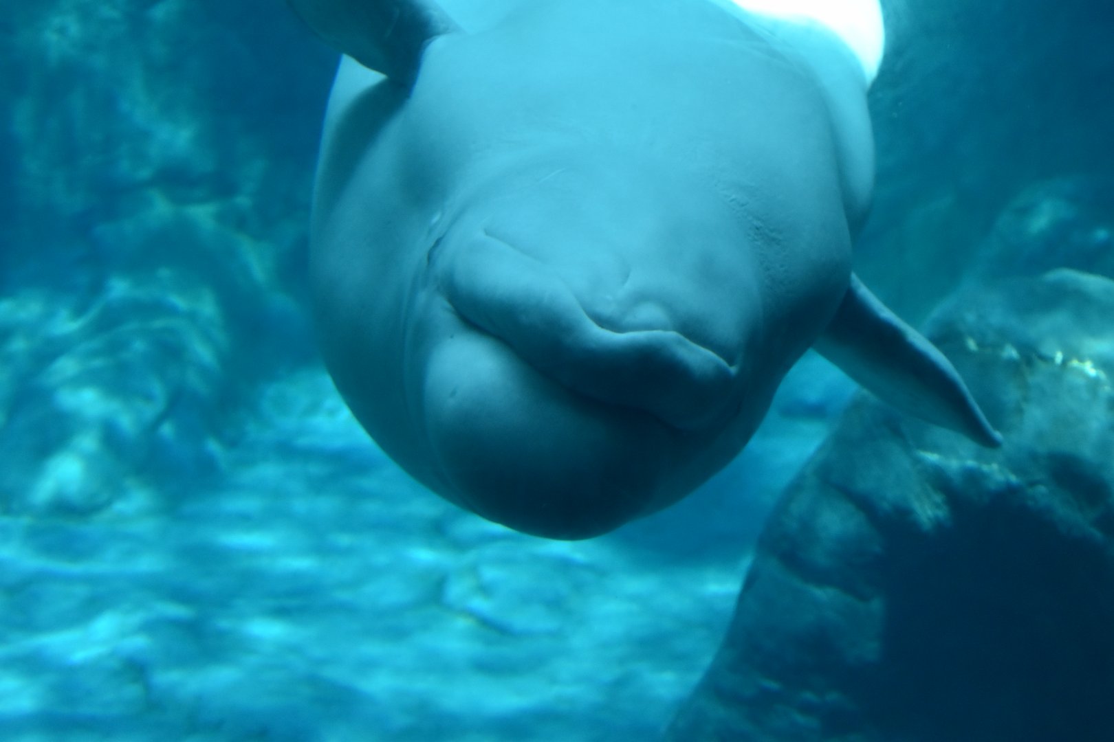 Beluga Whale