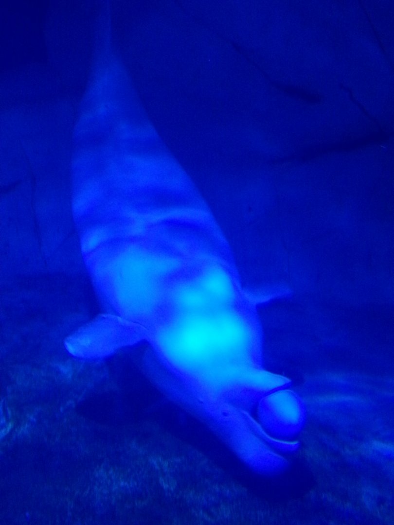 Beluga whale