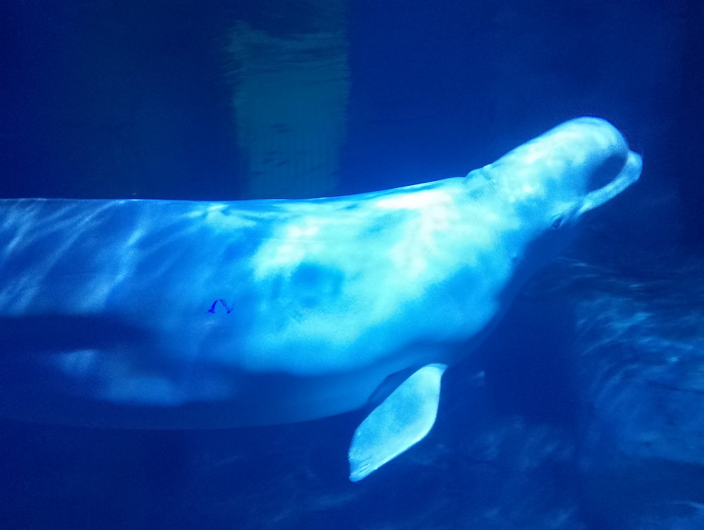 Beluga whale