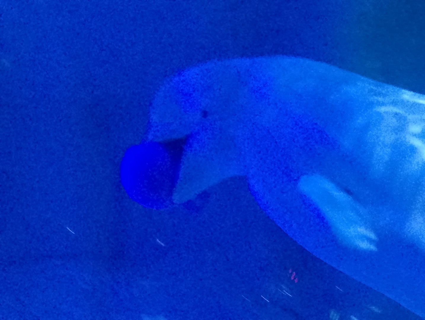 Beluga whale