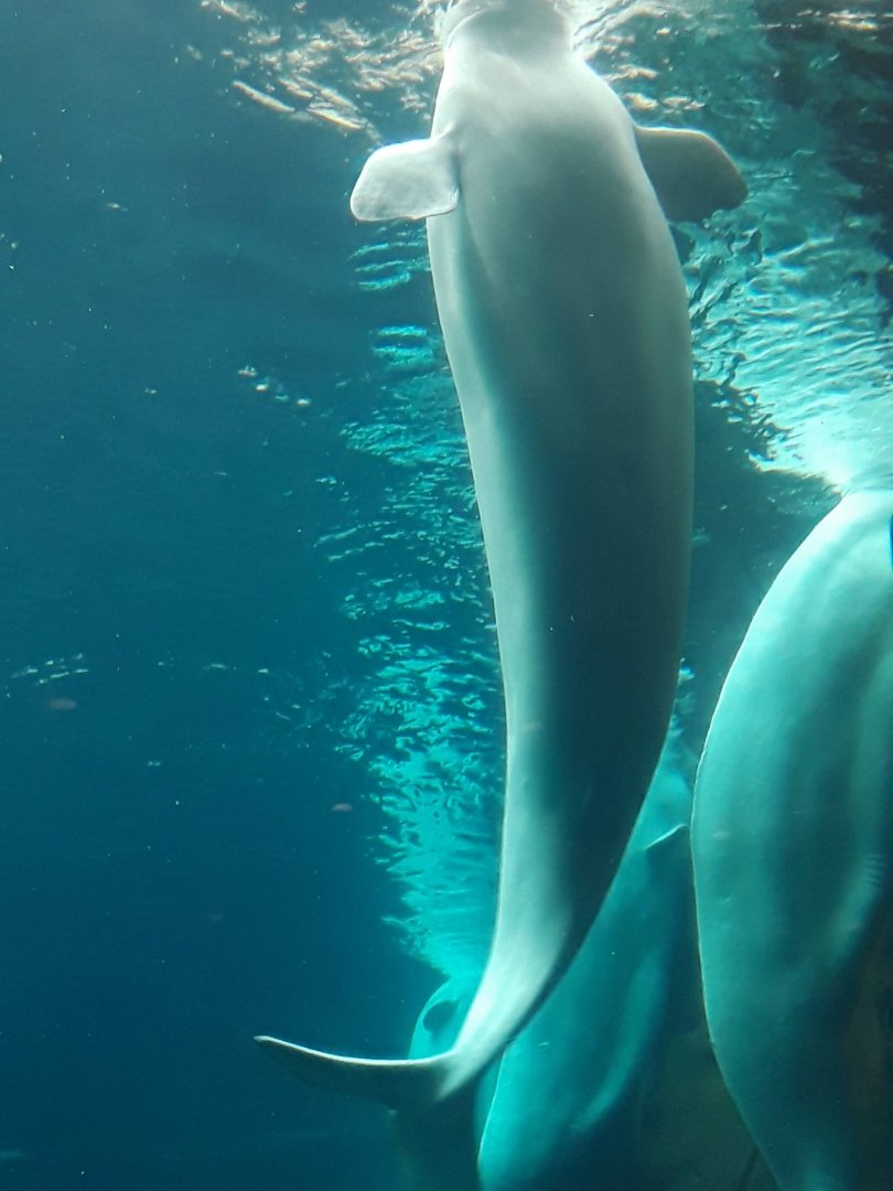 Beluga Whales (Delphinapterus leucas)