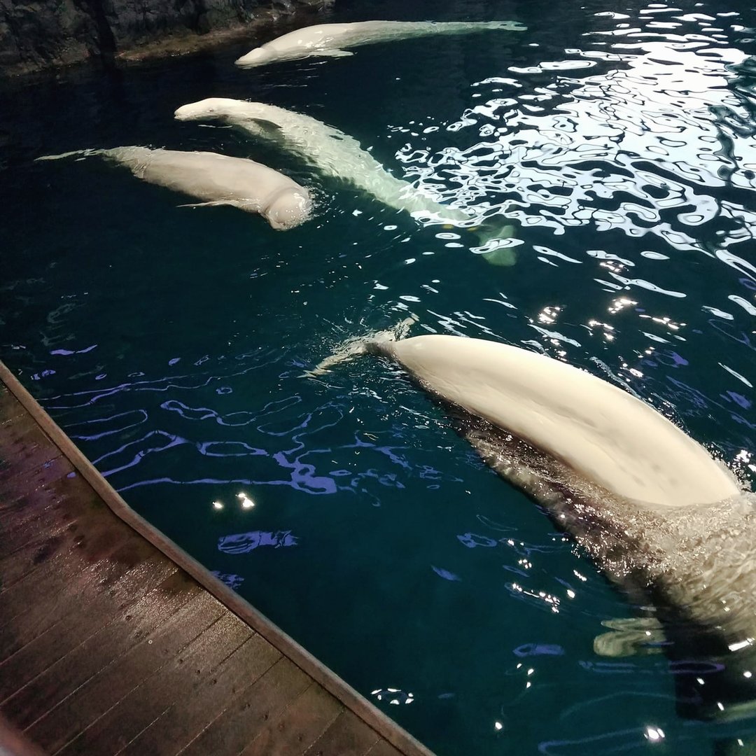 Beluga Whales (Delphinapterus leucas)