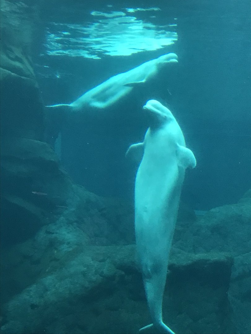 Beluga whales