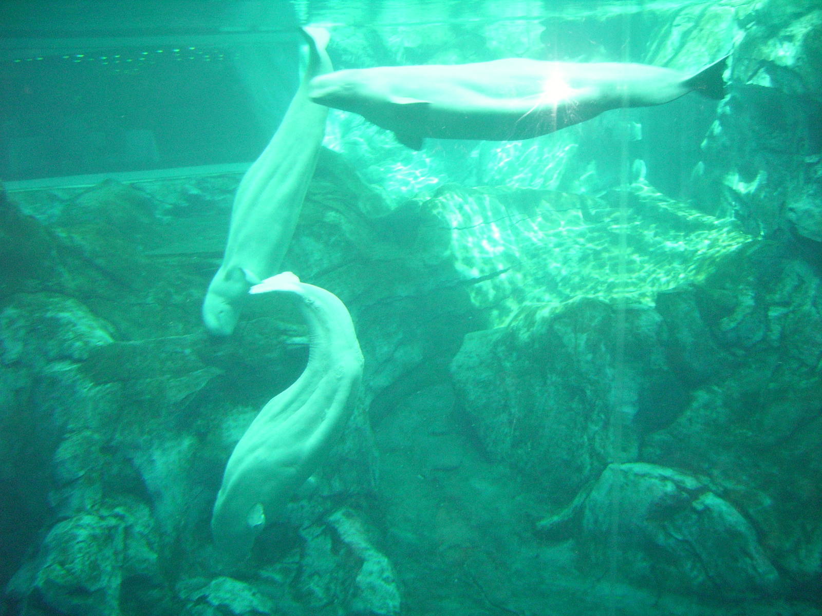 Beluga Whales