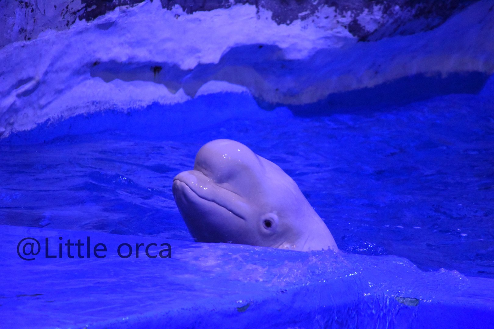 beluga/white whale （Delphinapterus leucas）