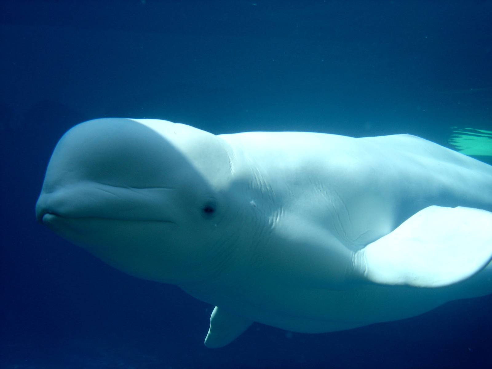 Beluga