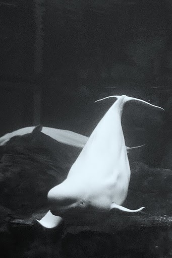 Beluga
