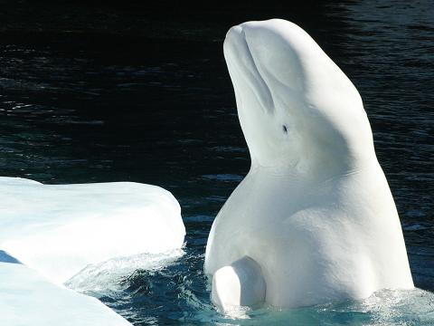 Beluga