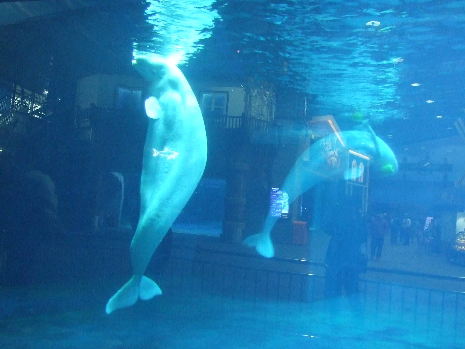 beluga