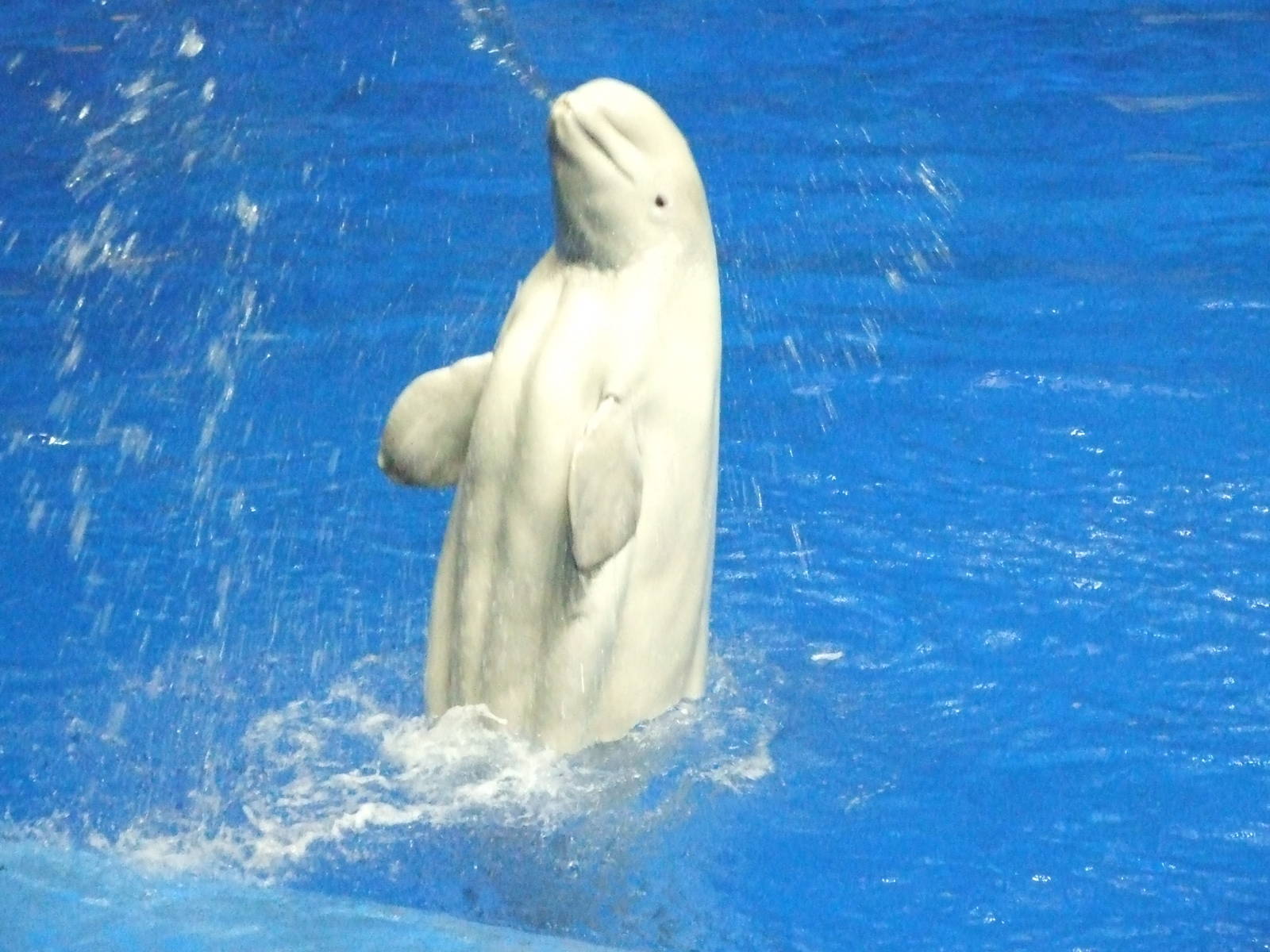beluga
