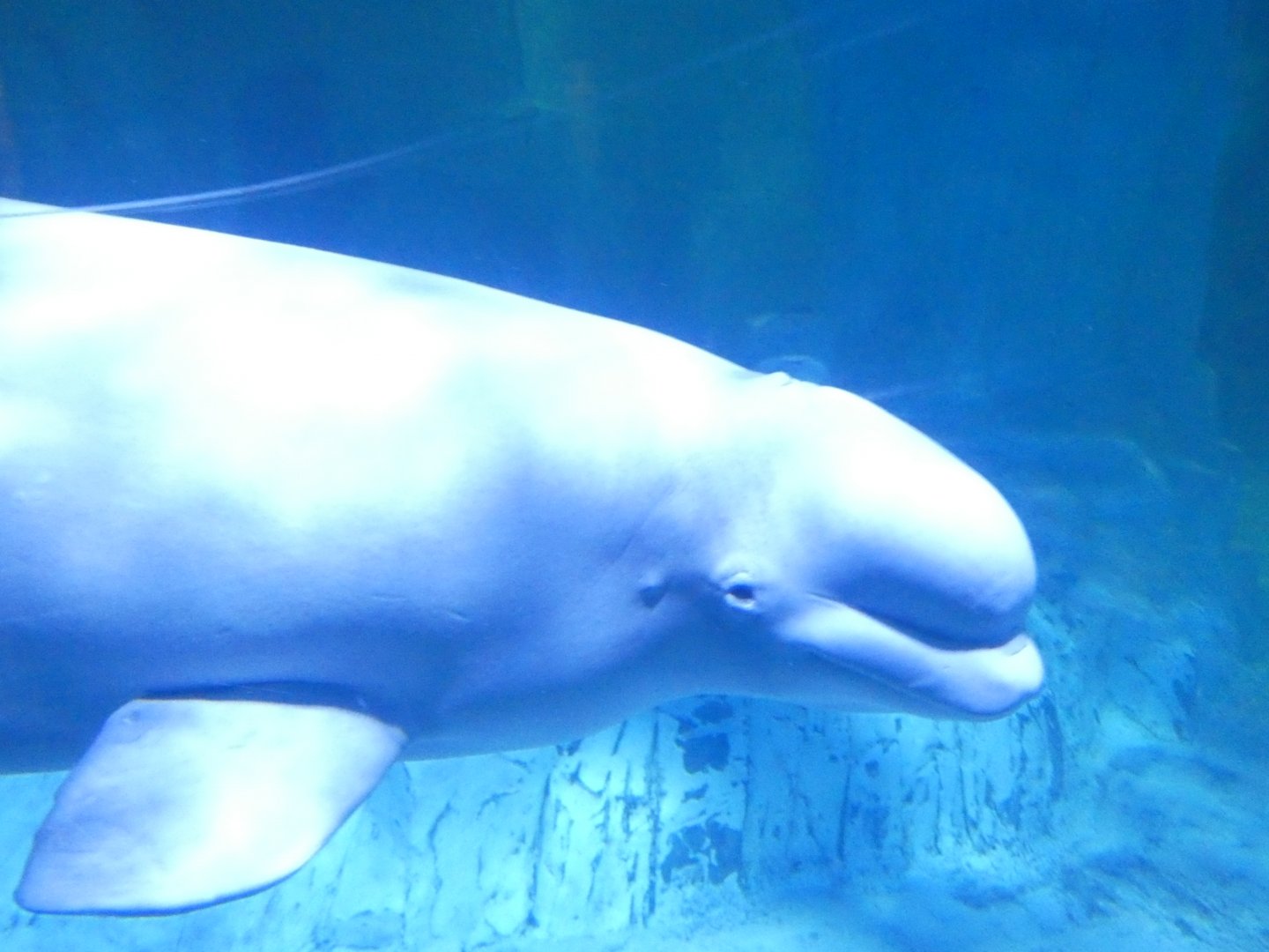 Beluga