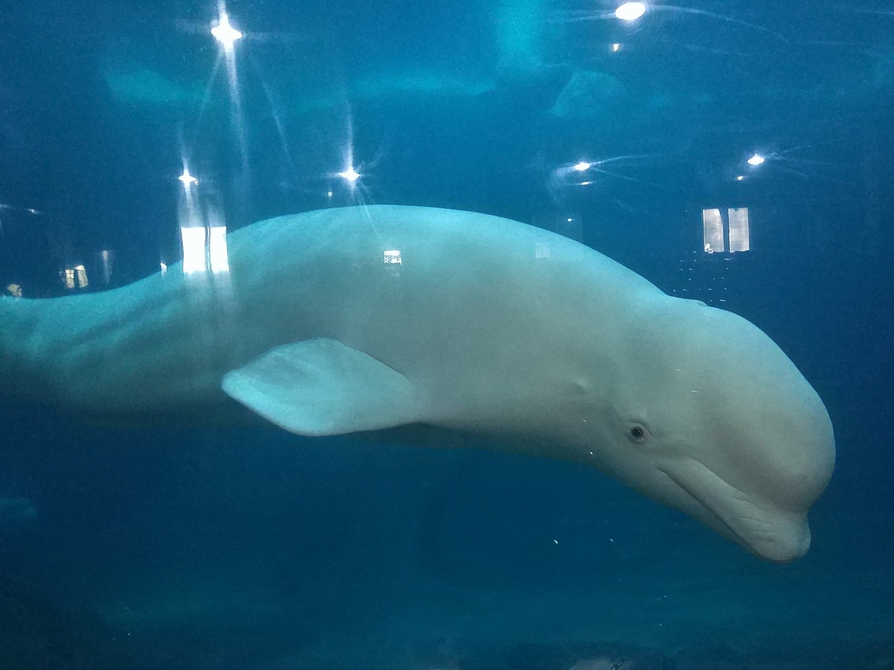 Beluga