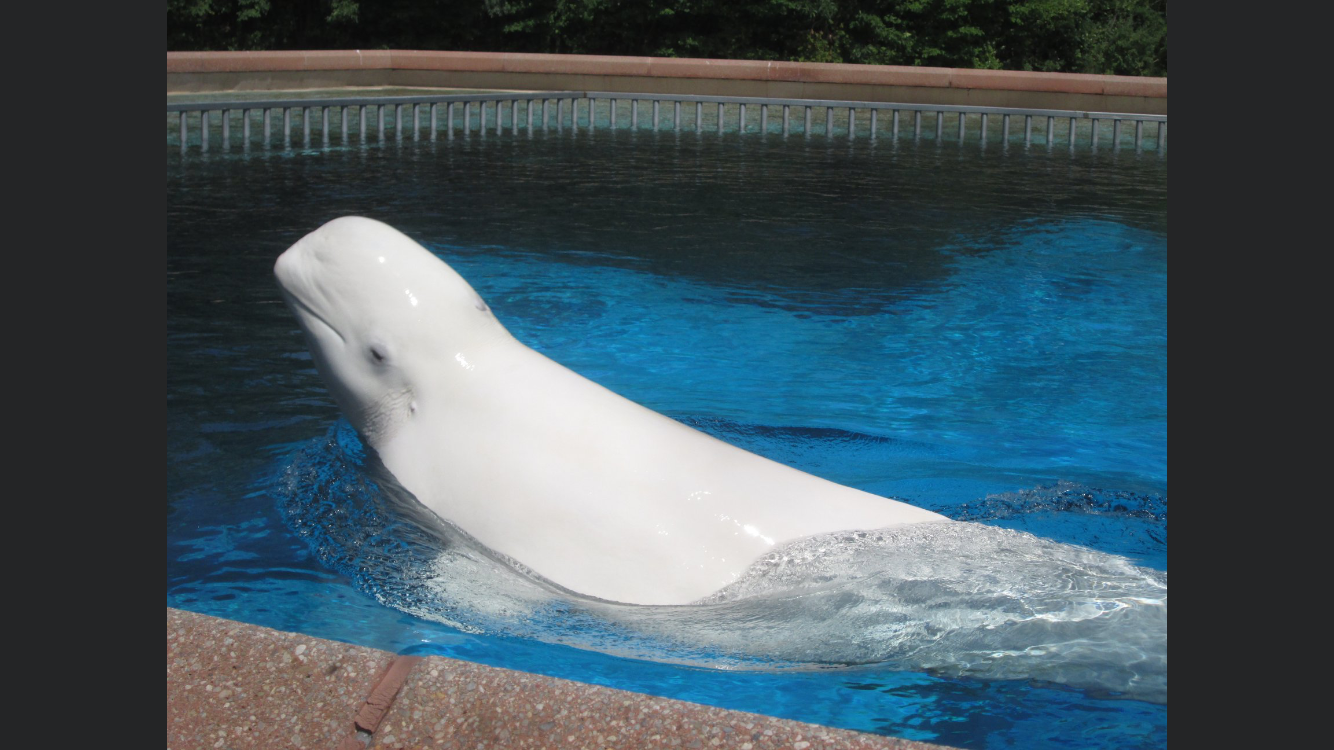 Beluga