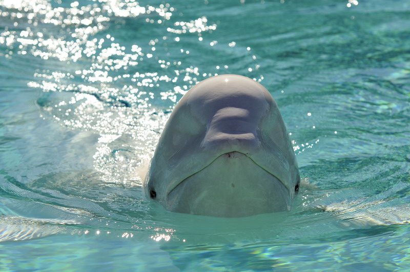 Beluga
