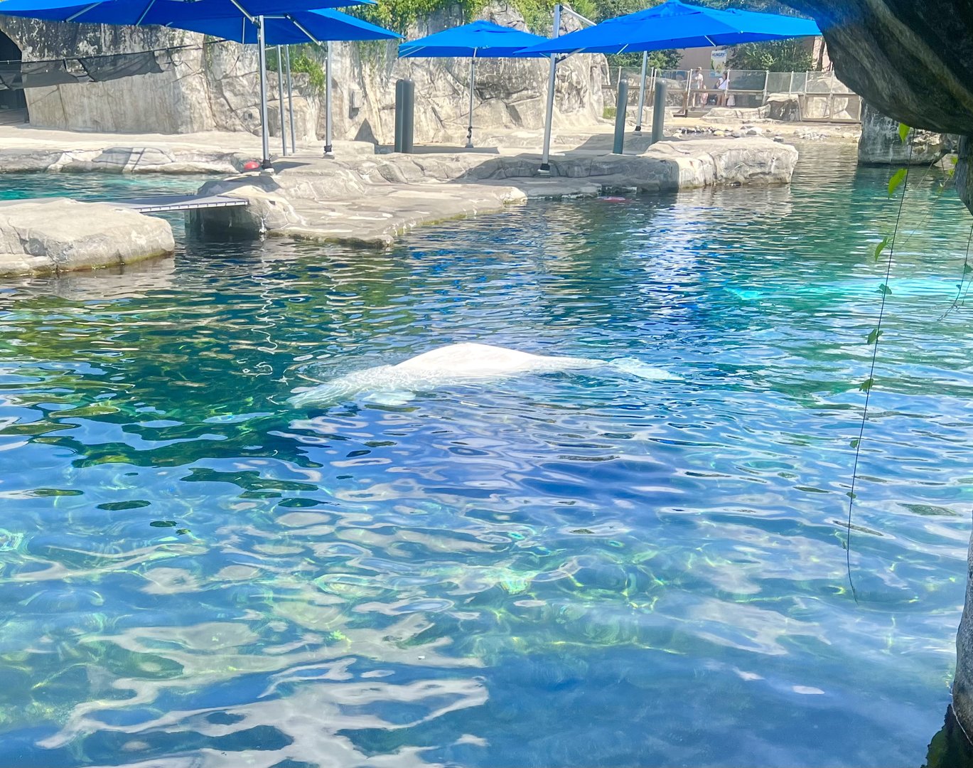 Beluga