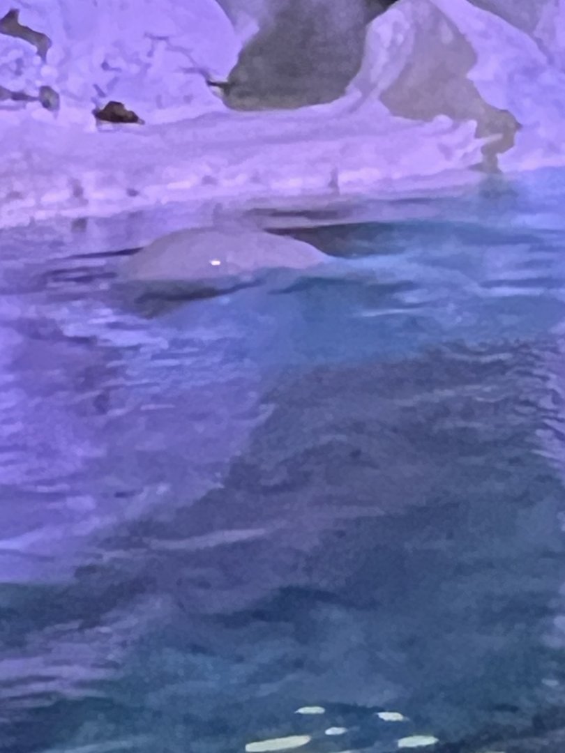 Beluga