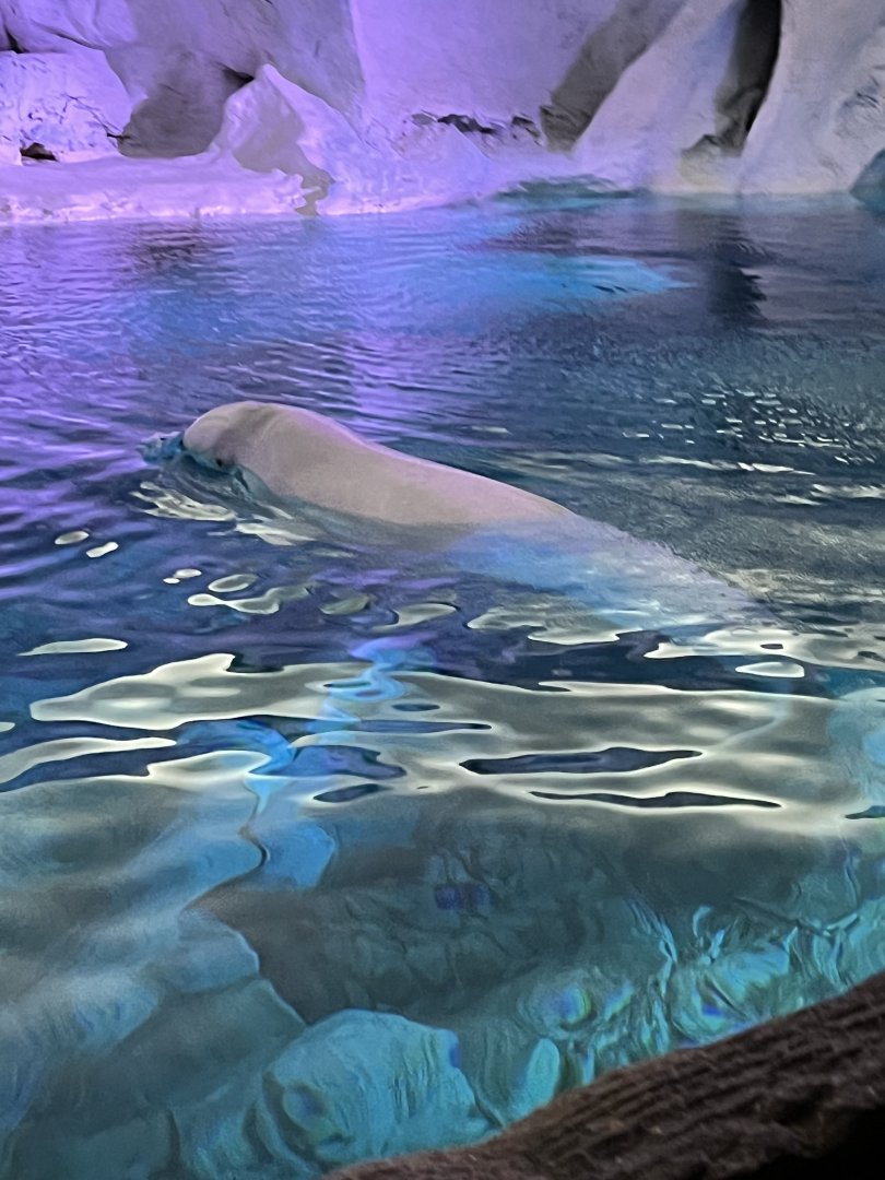 Beluga
