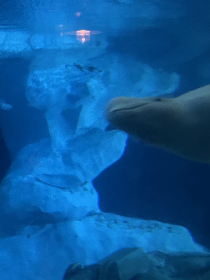 Beluga