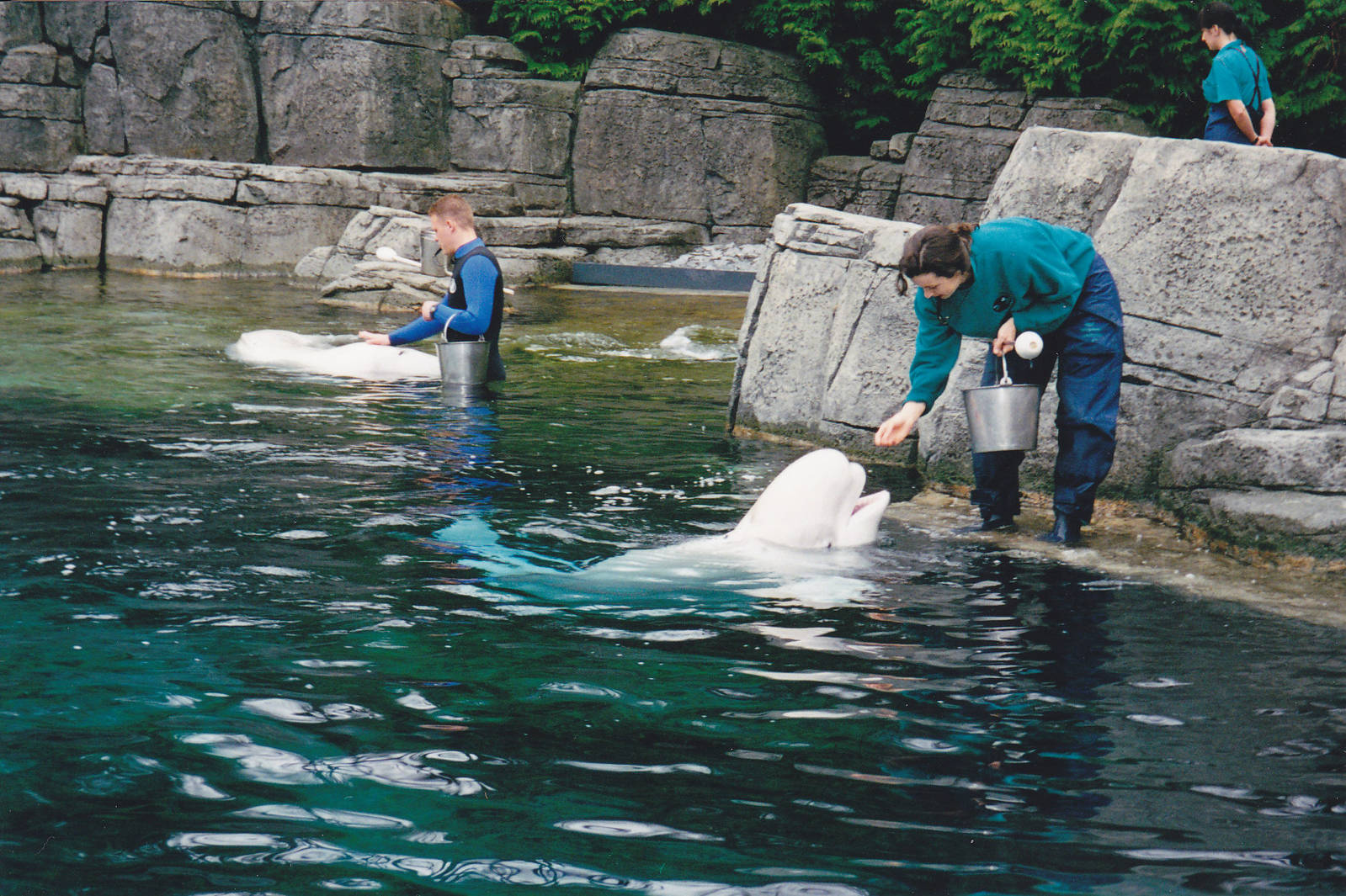 Belugas 1999