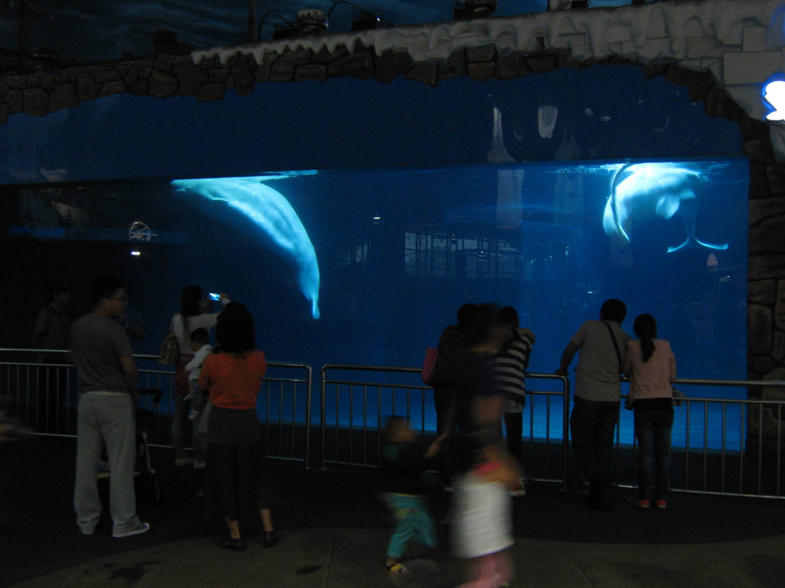 belugas (Delphinapterus leucas)