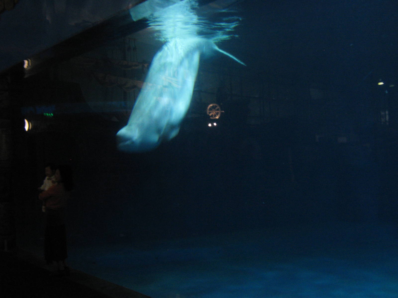 belugas (Delphinapterus leucas)
