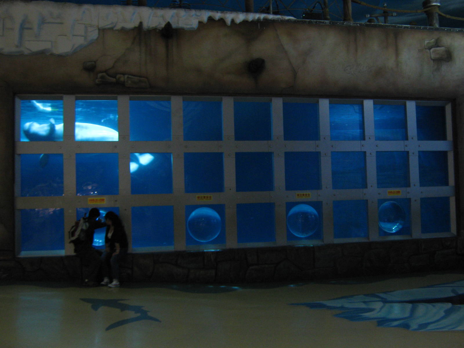 belugas (Delphinapterus leucas)