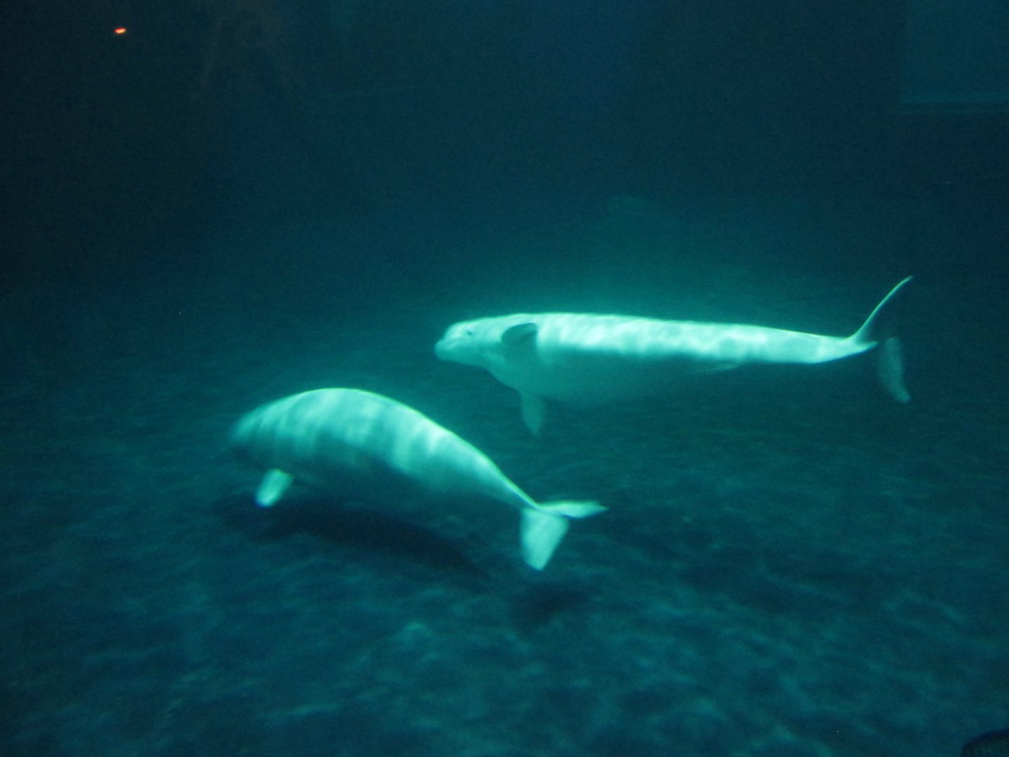 belugas january 2017