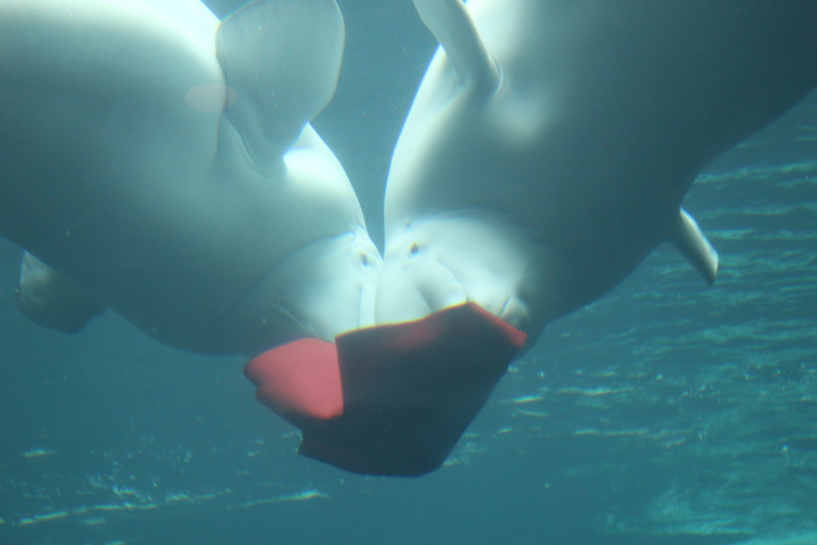 Belugas Playing