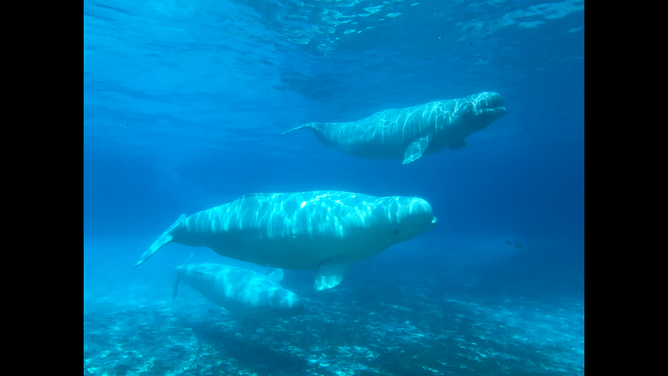 Belugas