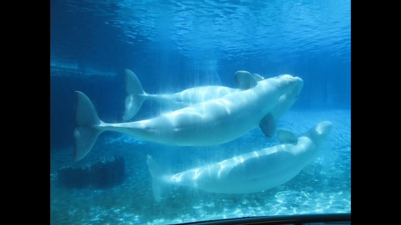 Belugas