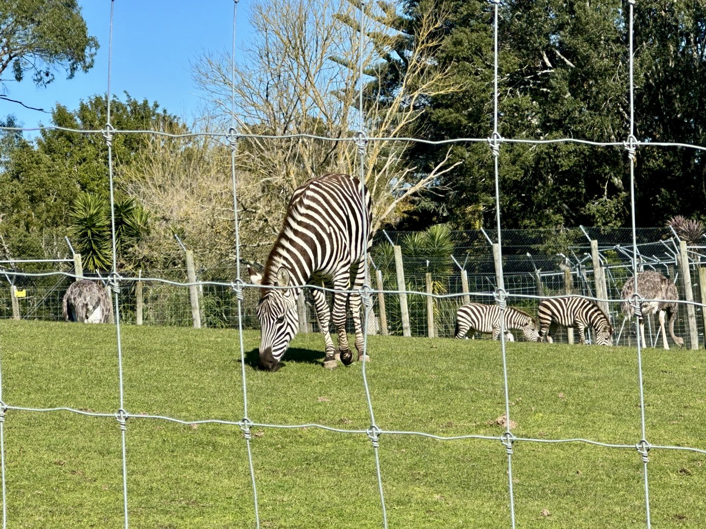 Bem (Plains Zebra Filly)