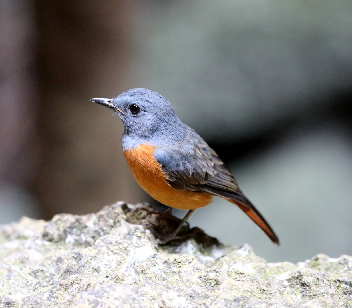 Bemaraha forest rock thrush (Monticola sharpei)