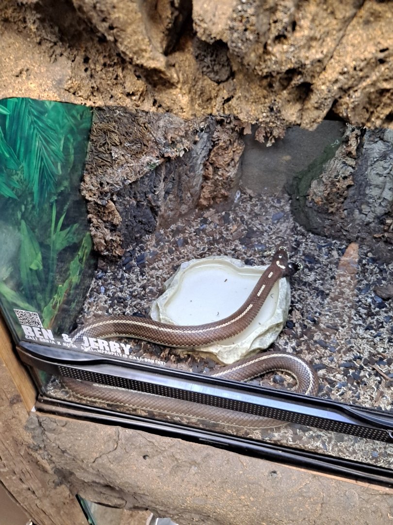 Ben and Jerry the two-headed California Kingsnake (11/14/24)