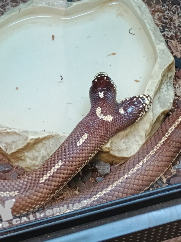 Ben and Jerry the two-headed California Kingsnake (11/14/24)