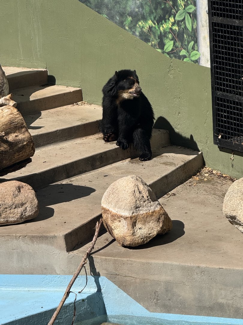 Ben the Andean Bear