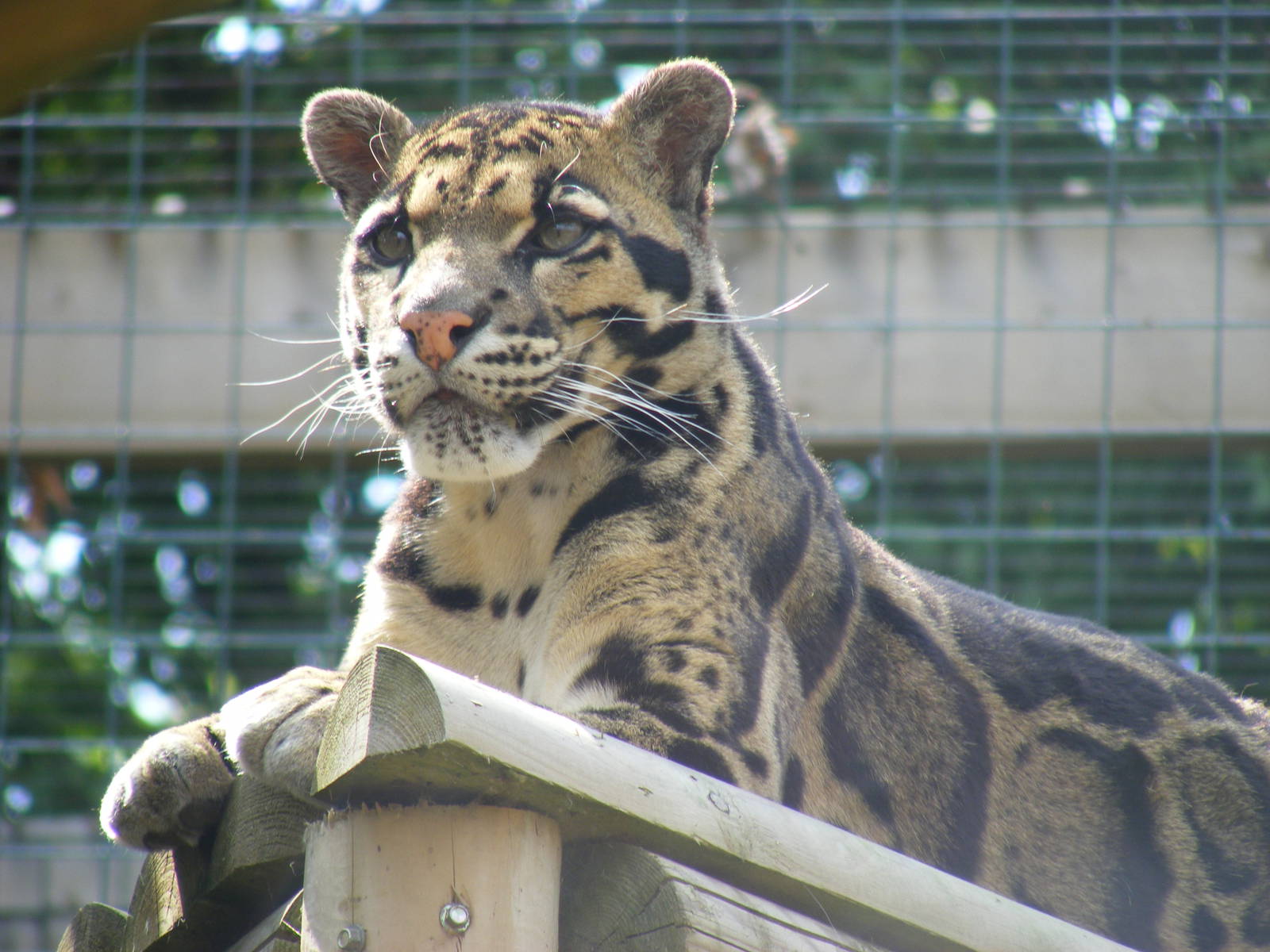 Ben the clouded leopard at WHF, 3 July 2011