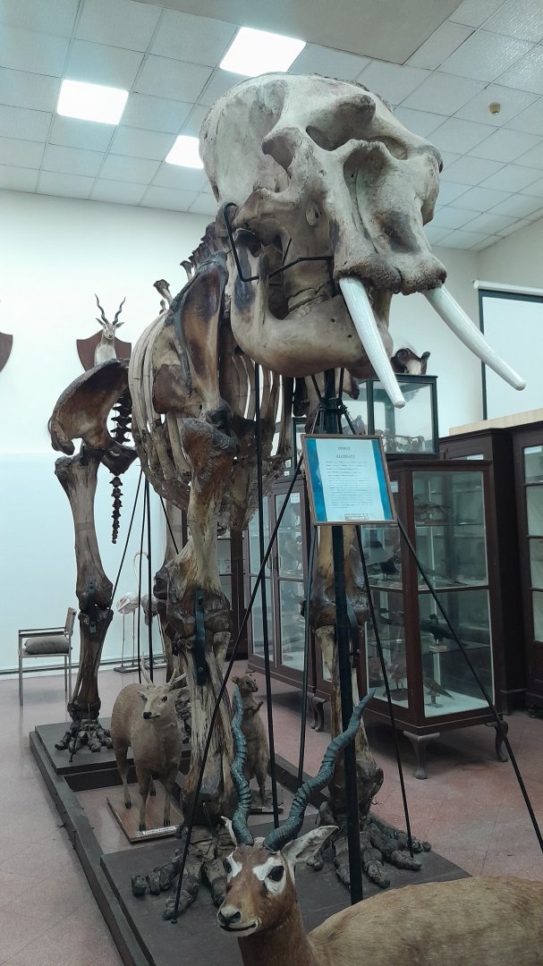 Benazir - Natural History Museum, Forman Christian College, Lahore - 1/11/2025