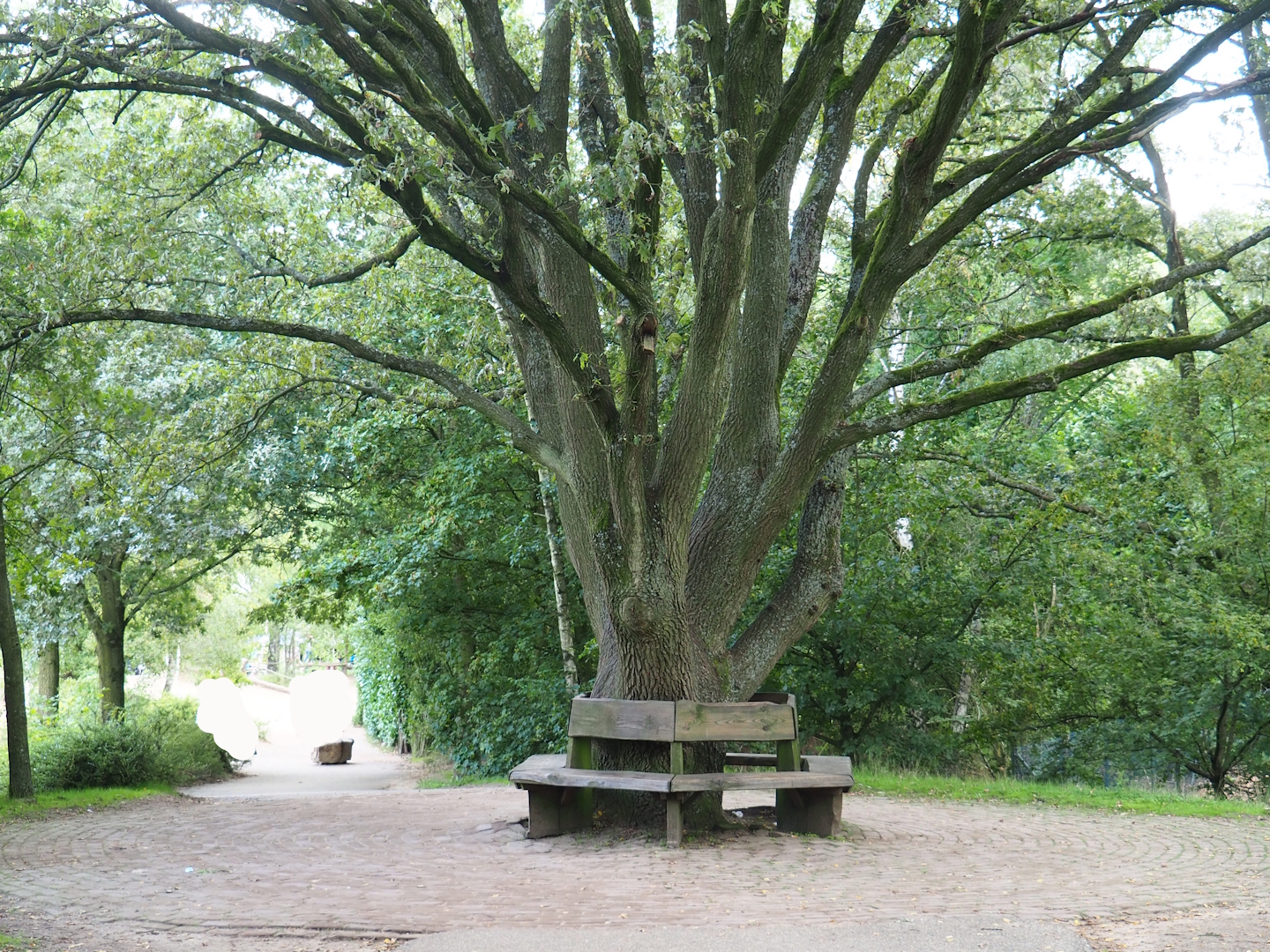 Bench around oak tree, 2023-08-15