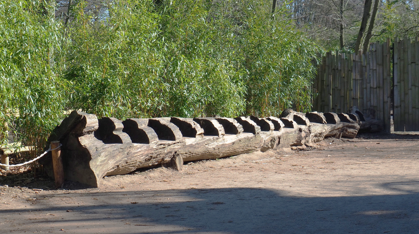 Bench cut out of large log, 2022-03-08