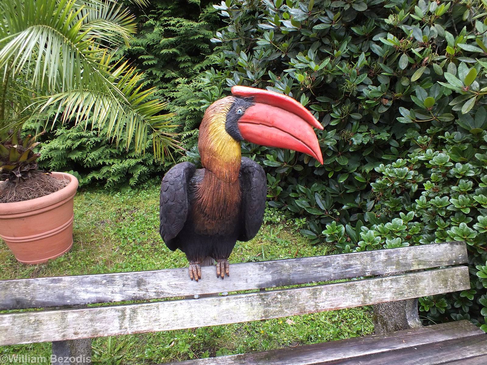Bench with a Hornbill