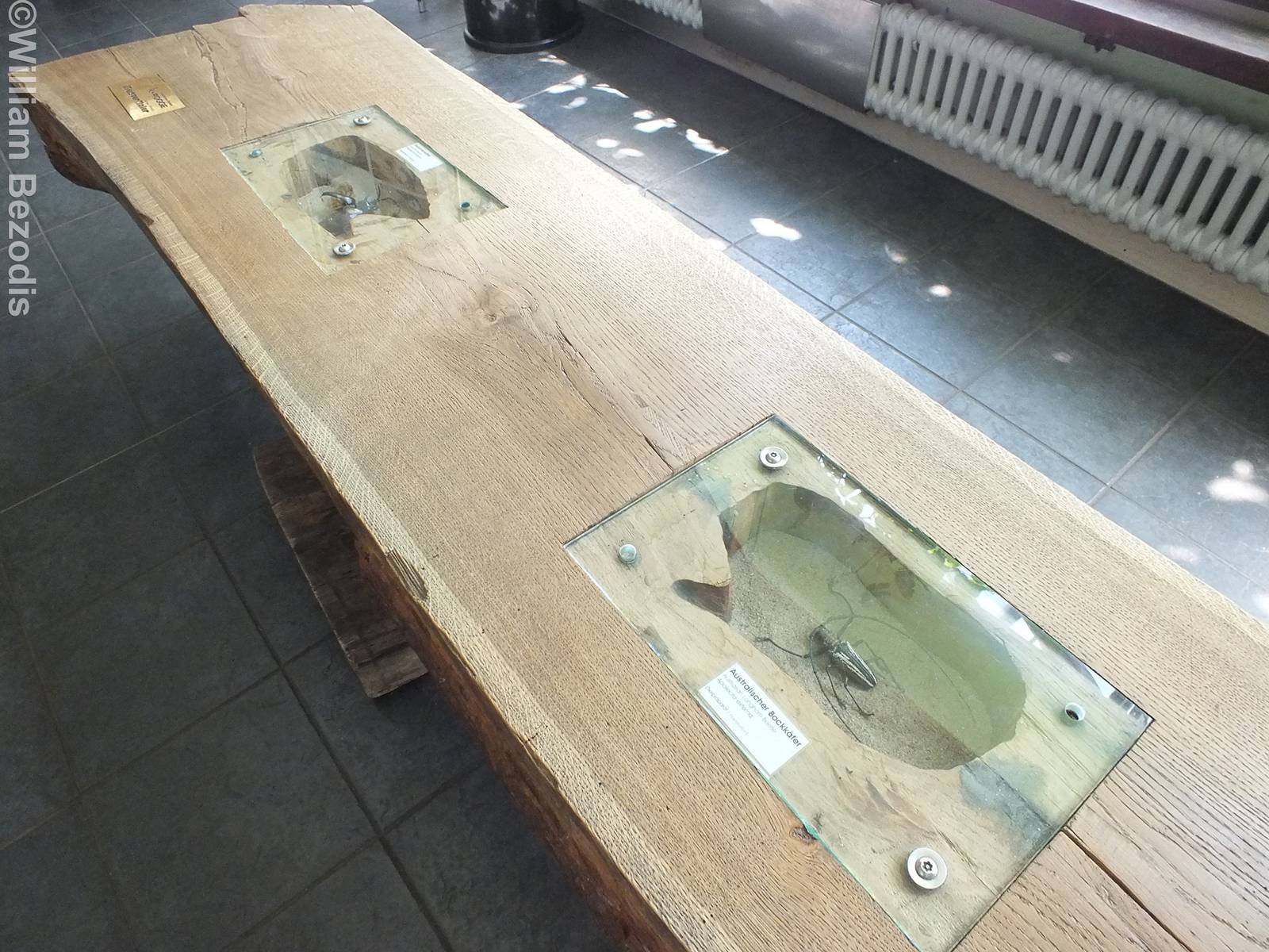 Bench With Pinned Insects