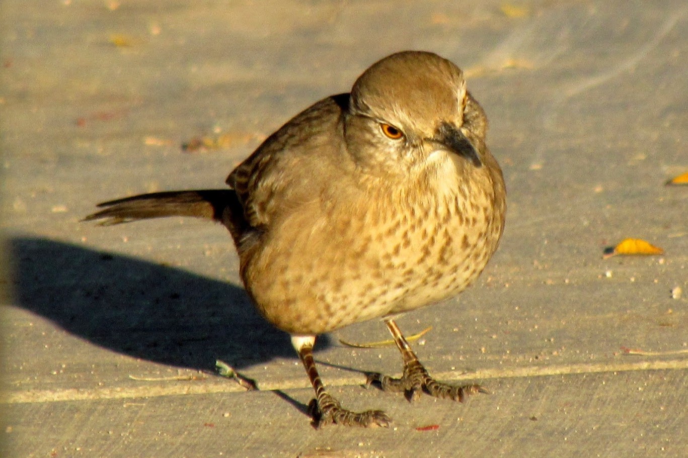 Bendire's Thrasher (nominate)