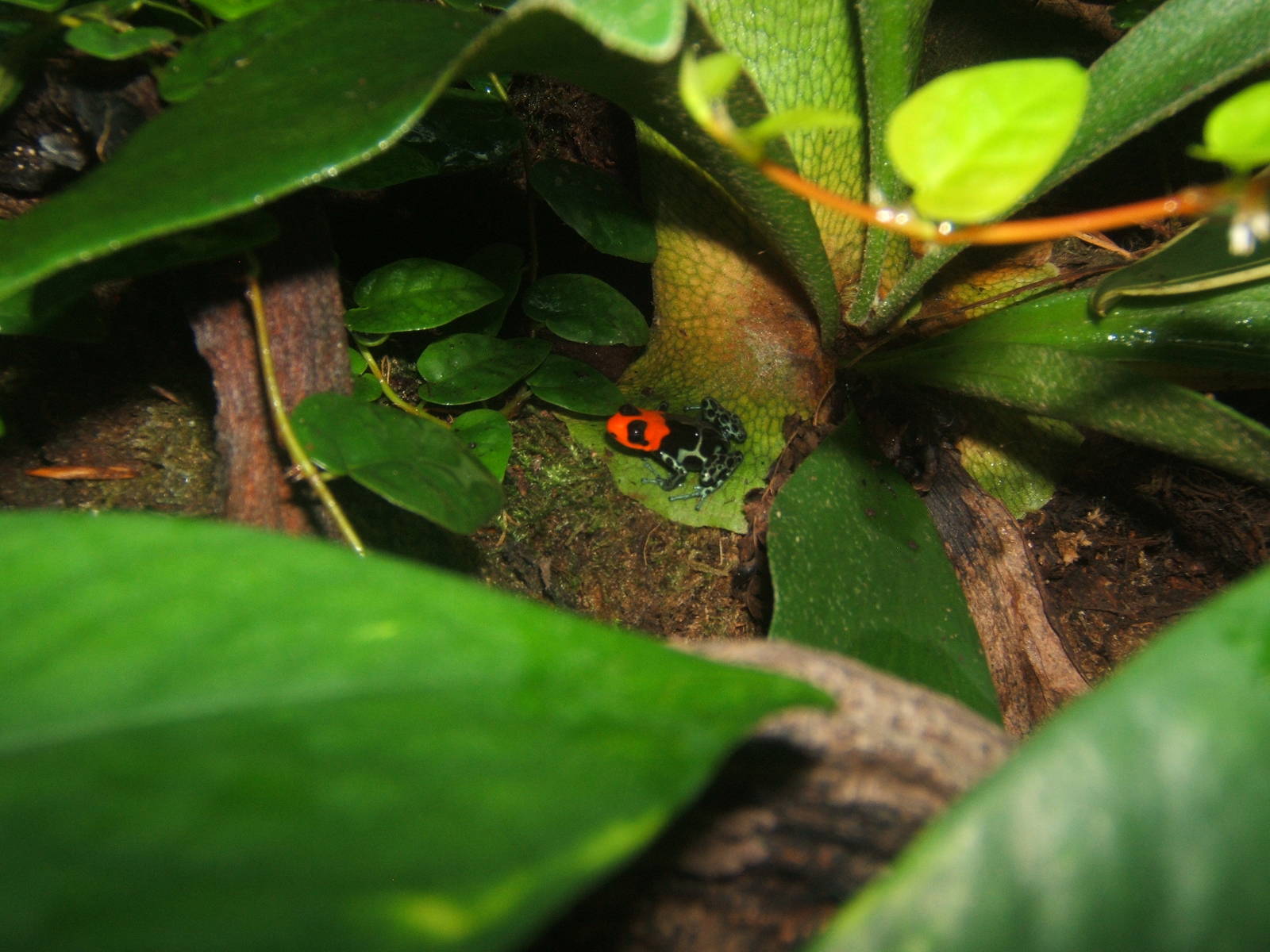 Benedict`s Dart Frog (Ranitomeya benedicta)