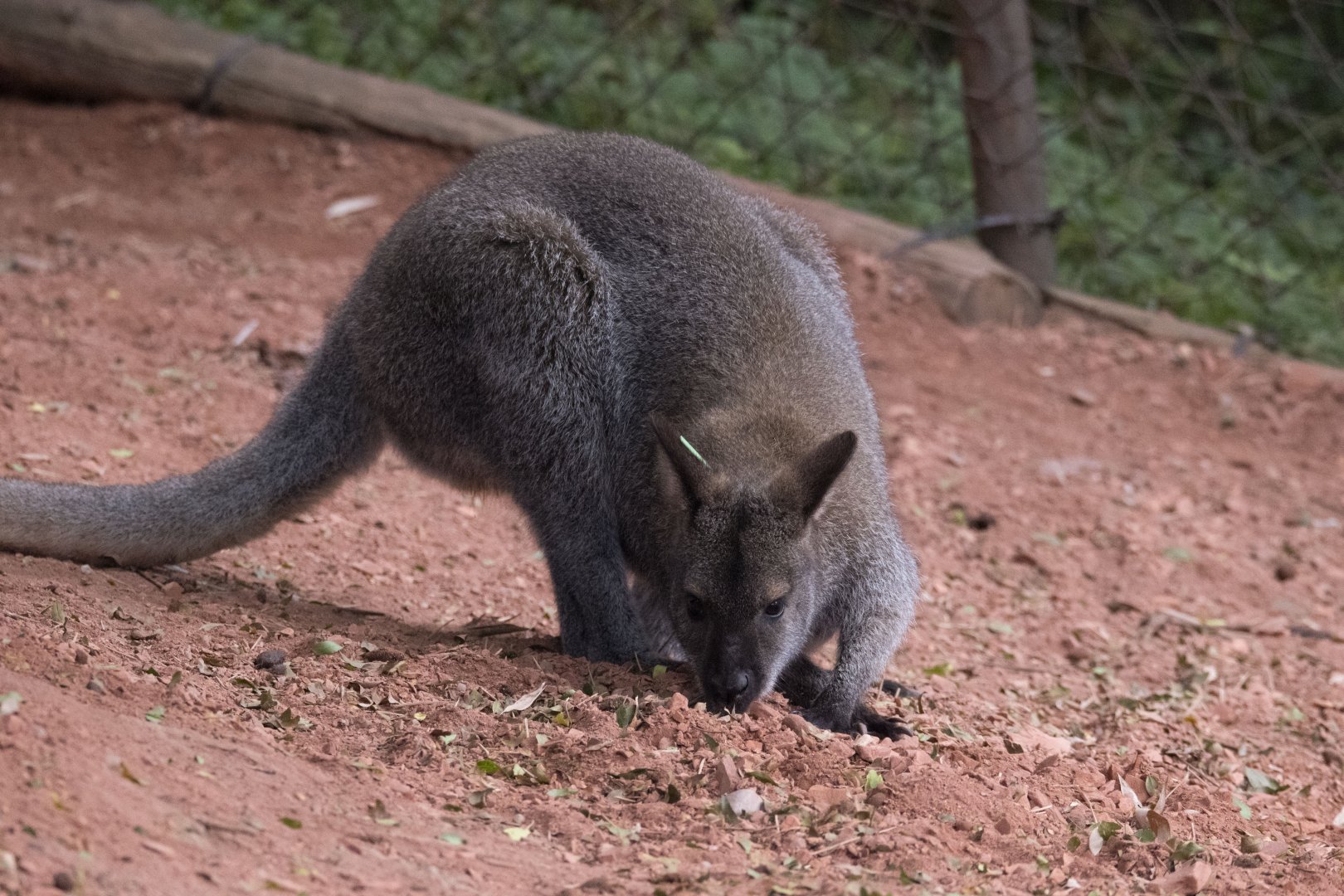 Benett's wallaby (Notamacropus rufogriseus)