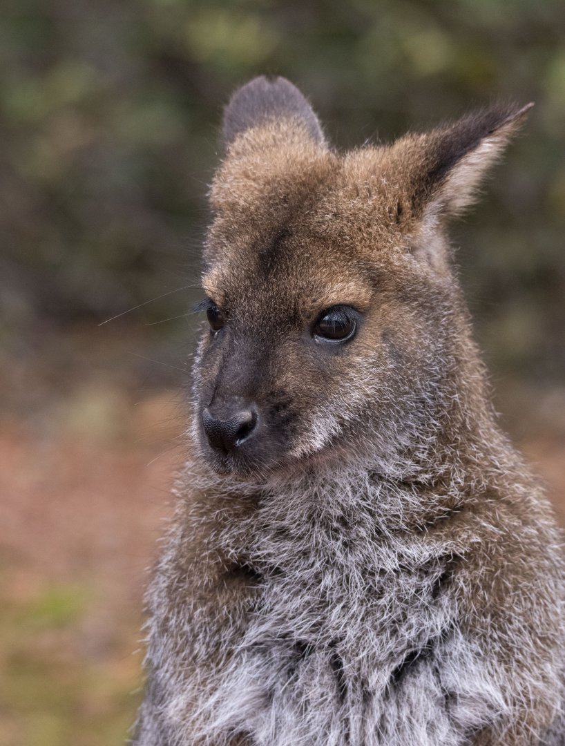 Benett's wallaby (Notamacropus rufogriseus)