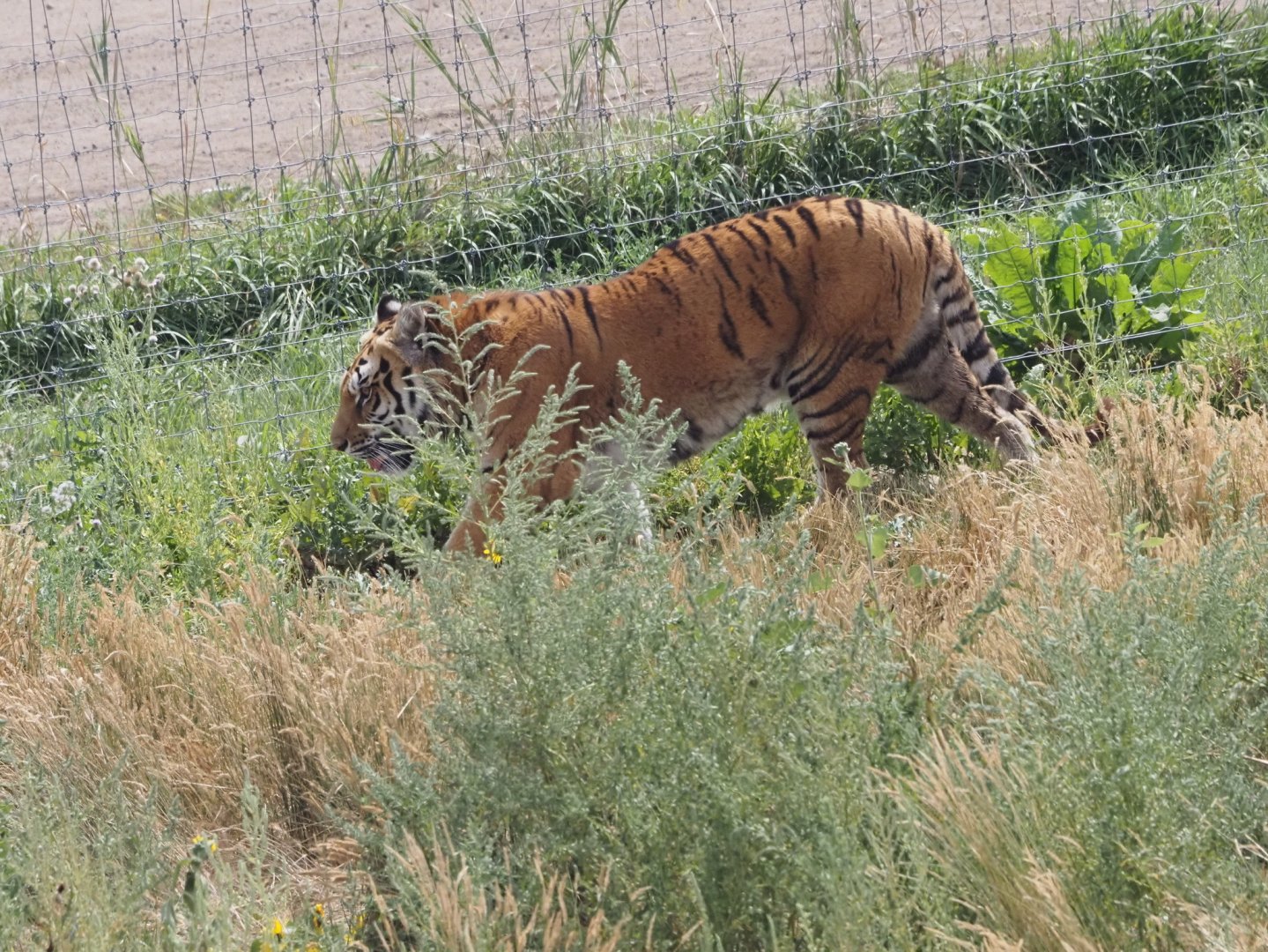 Bengal/Amur Tiger Mix 1