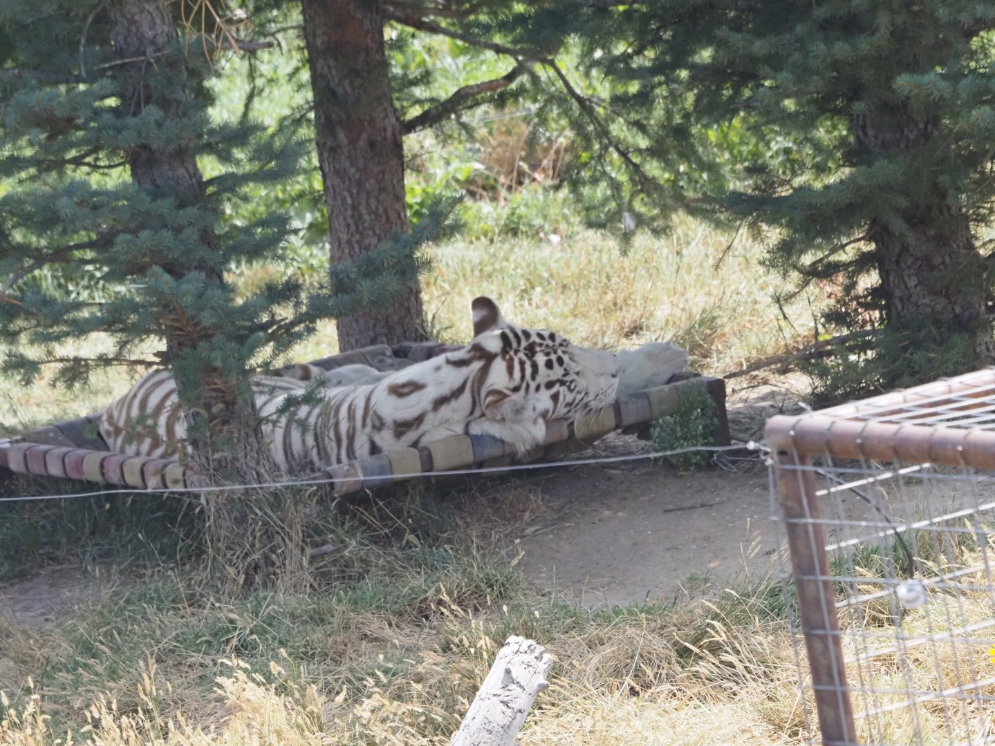 Bengal/Amur Tiger Mix 2