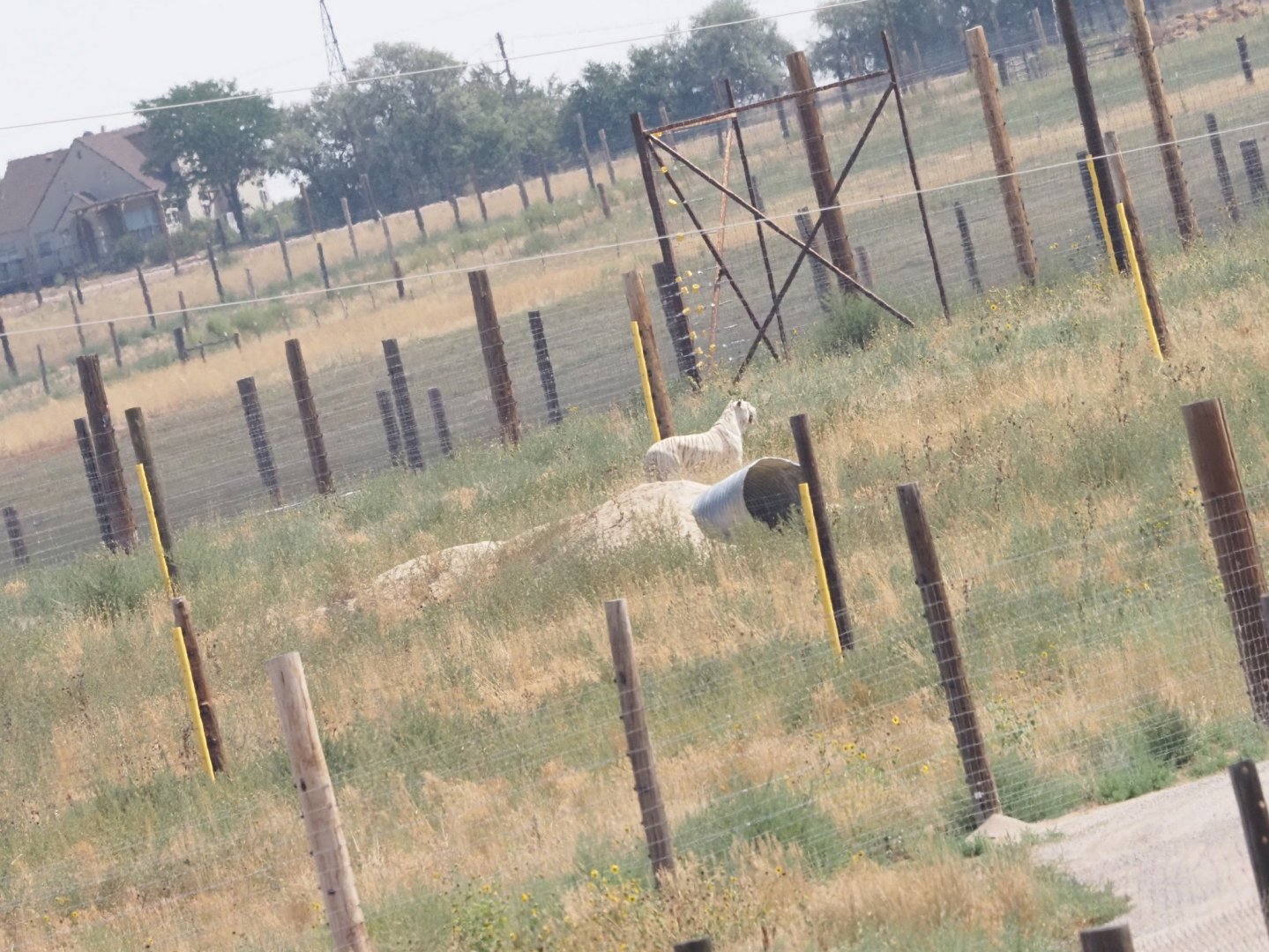 Bengal/Amur Tiger Mix 3