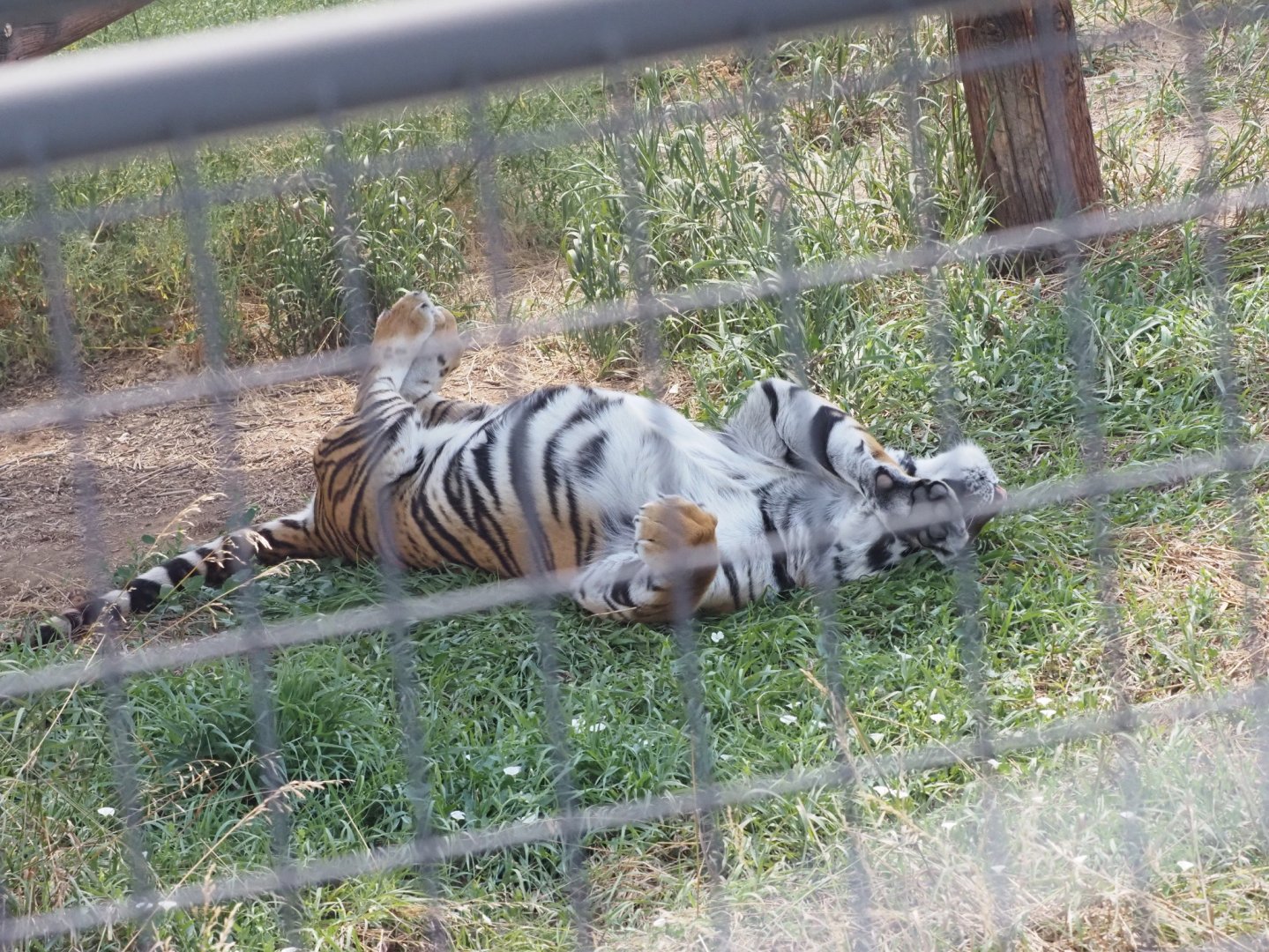 Bengal/Amur Tiger Mix 4