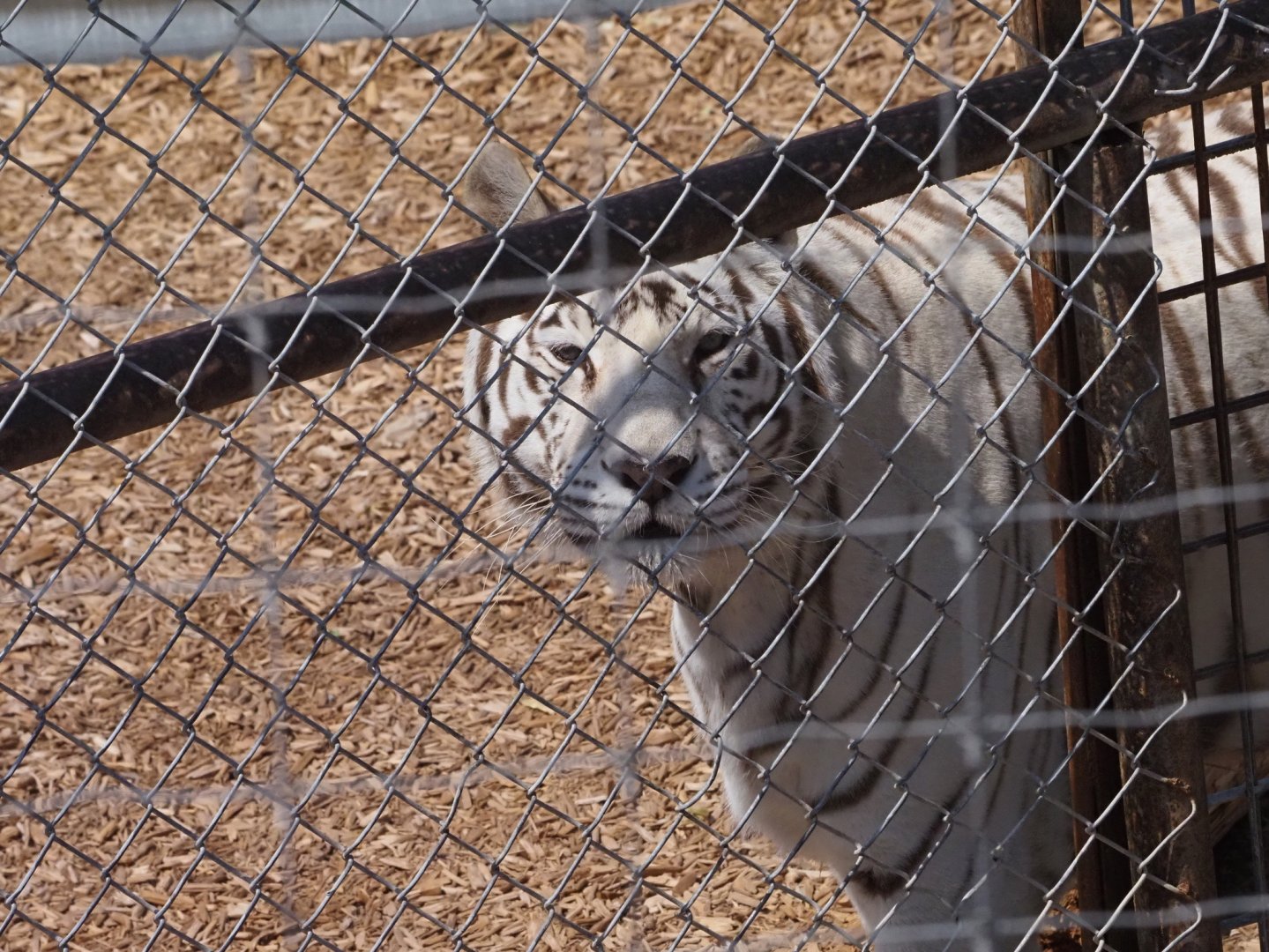 Bengal/Amur Tiger Mix 5